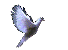 whitedoveflyinganimated.gif